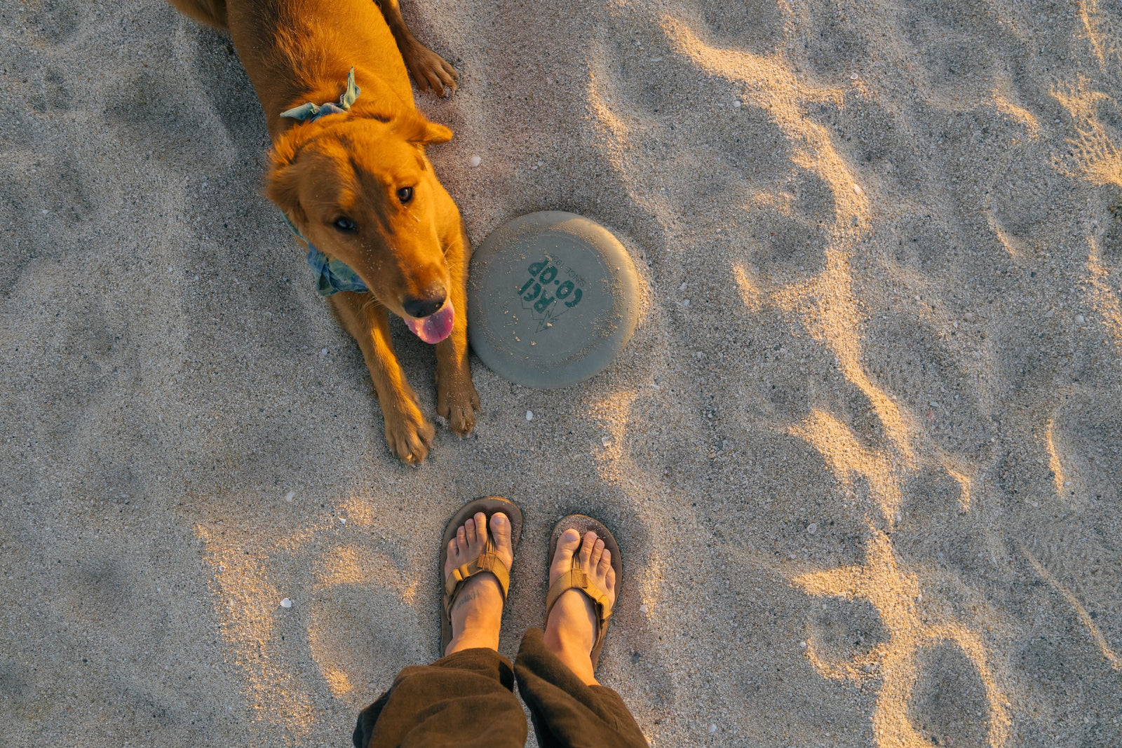 Dog on a sandy beach with a frisbee nearby